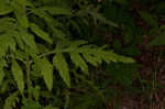 Mullein foxglove